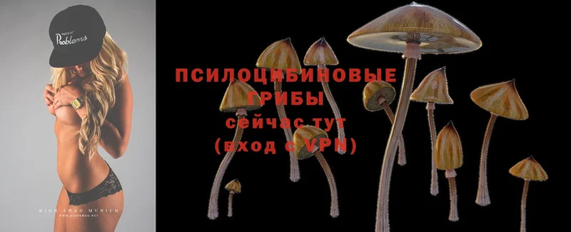 Псилоцибиновые грибы Magic Shrooms  Дигора 